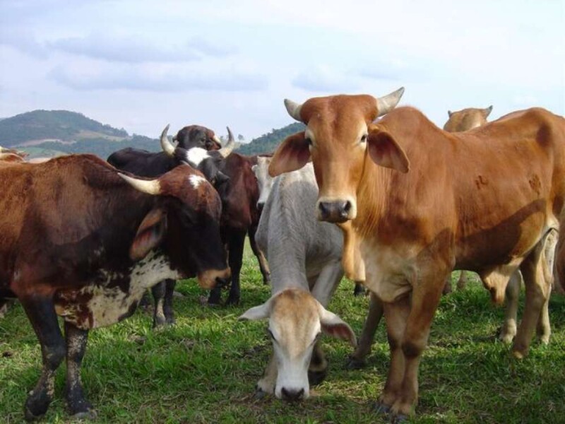 pecuaria-cresce-66-e-impulsiona-agronegocio-em-sc-2