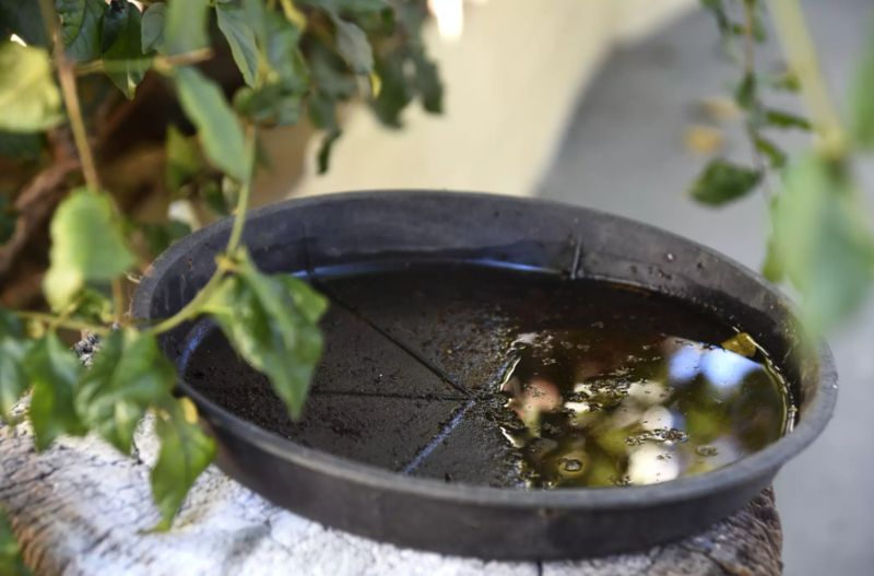 'com-volta-do-calor-sc-intensifica-acoes-para-combater-a-dengue'
